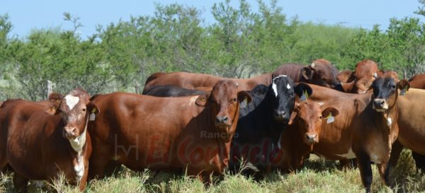 Ganado de Registro Beefmaster