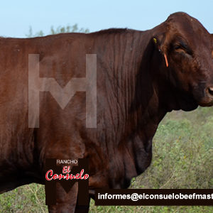 ganado-beefmaster-en-monterrey-el-consuelo-alta-genetica-vacas-toretes-becerros-hato